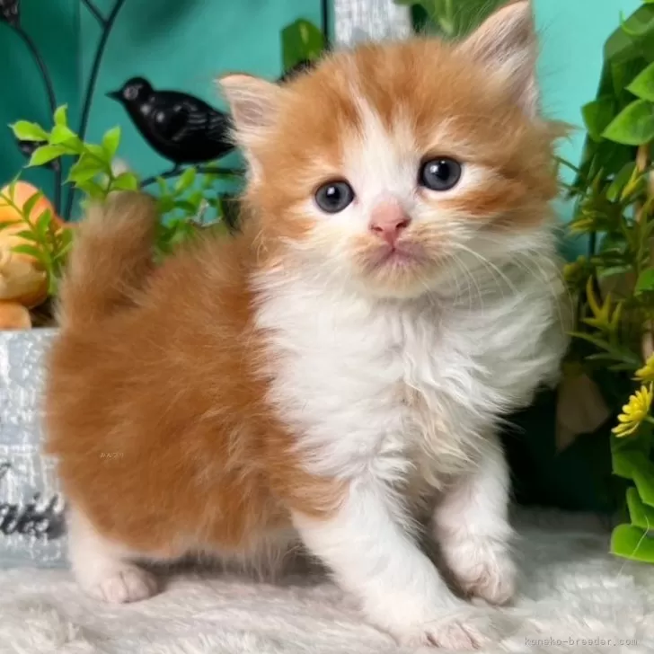 ID：2410-01097の子猫