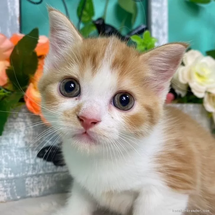 ID:2409-00339の子猫