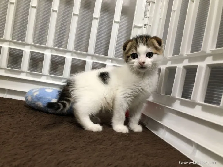 ID：1905-01973の子猫