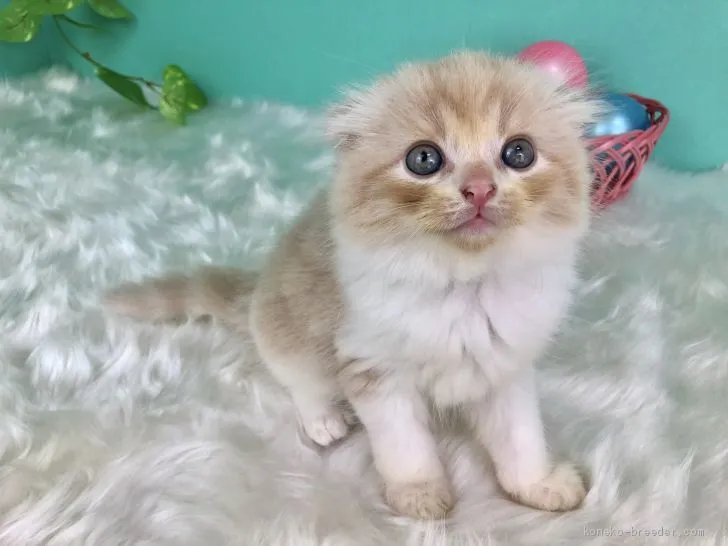 みさき 様のお迎えした子猫