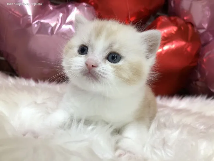 ID：2001-00571の子猫