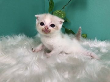 スコティッシュフォールド(立ち耳)【香川県・女の子・2020年4月25日・クリームタビー&ホワイト】の写真「あわい色のすこちゃん◎」