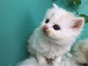 スコティッシュフォールド(立ち耳)【香川県・男の子・2020年1月20日・クリームタビー&ホワイト（ロング）】の写真「白系色のロングくりーむたびー◎」