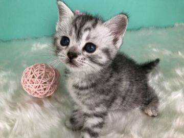 スコティッシュフォールド(立ち耳)【香川県・女の子・2020年2月9日・シルバータビー】の写真「よちよちしるばーべびぃ◎」