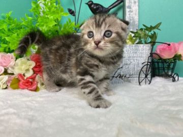 スコティッシュフォールド(折れ耳)【香川県・女の子・2021年4月17日・シルバー系】の写真「ころころすこちゃん◎」