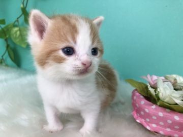 スコティッシュフォールド(立ち耳)【香川県・男の子・2020年8月16日・レッドタビー】の写真「よちよちすこくん◎」