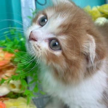 スコティッシュフォールド(折れ耳)【香川県・女の子・2022年5月15日・レッドタビーホワイト】の写真「ころころスコちゃん」