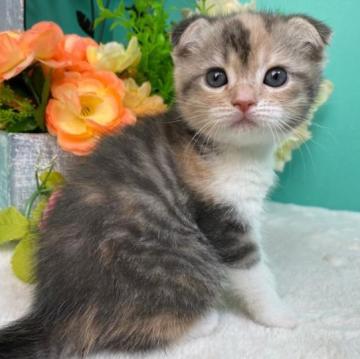 スコティッシュフォールド(折れ耳)【香川県・女の子・2023年1月26日・キャリコ】の写真「かわいいスコちゃん◎」