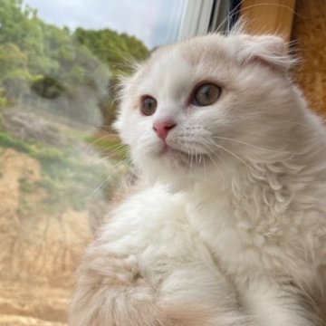 スコティッシュフォールド(折れ耳)【香川県・男の子・2023年1月27日・クリームタビーアンドホワイト】の写真「しろいスコくん◎」