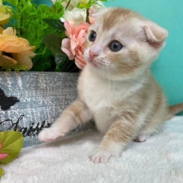 スコティッシュフォールド(折れ耳)【香川県・女の子・2023年1月27日・クリームタビーアンドホワイト】の写真「おっとりスコちゃん◎」