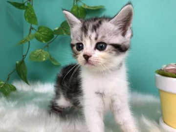 スコティッシュフォールド(立ち耳)【香川県・女の子・2020年5月5日・シルバータビー】の写真「ころころすこべびぃ◎」