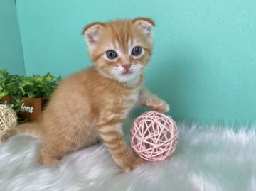 スコティッシュフォールド(折れ耳)【香川県・男の子・2020年10月17日・レッドタビー】の写真「おれみみすこちゃん◎」