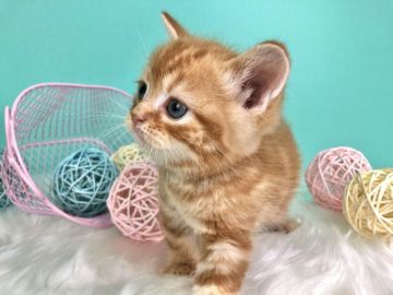 スコティッシュフォールド(立ち耳)【香川県・男の子・2020年1月31日・レッドタビー】の写真「まるまるコロコロすこくん◎」