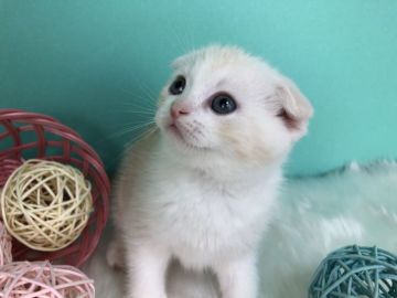 スコティッシュフォールド(折れ耳)【香川県・女の子・2020年2月14日・クリームタビーホワイト】の写真「可愛い耳折れすこちゃん◎」