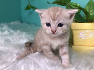 スコティッシュフォールド(立ち耳)【香川県・女の子・2020年1月31日・クリームタビー】の写真「まるまるコロコロすこちゃん◎」