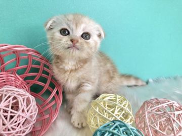 スコティッシュフォールド(折れ耳)【香川県・男の子・2020年1月31日・クリームタビー】の写真「まるまるコロコロすこくん◎」