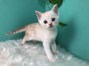 スコティッシュフォールド(立ち耳)【香川県・男の子・2020年2月9日・クリームタビーアンドホワイト】の写真「くりーむたびーのおとこのこ◎」