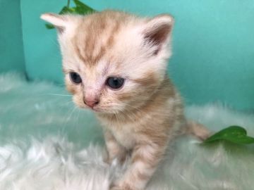 スコティッシュフォールド(立ち耳)【香川県・男の子・2020年1月31日・クリームタビー】の写真「まるまるコロコロすこくん◎」