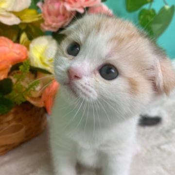 スコティッシュフォールド(折れ耳)【香川県・女の子・2022年9月19日・キャリコ】の写真「みみおれすこちゃん」