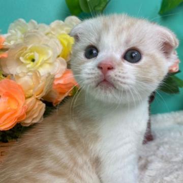 スコティッシュフォールド(折れ耳)【香川県・男の子・2022年9月19日・クリームタビーホワイト】の写真「みみおれすこくん」