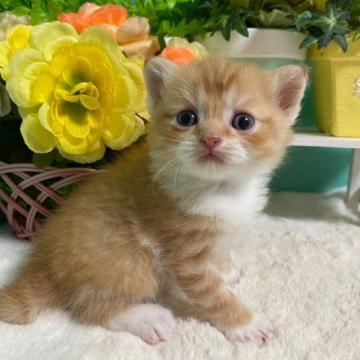 スコティッシュフォールド(立ち耳)【香川県・男の子・2022年8月22日・レッドタビーホワイト】の写真「ころころ立ち耳スコくん◎」