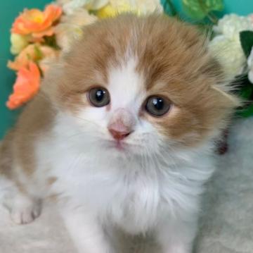 スコティッシュフォールド(折れ耳)【香川県・男の子・2022年9月6日・レッドタビーホワイト】の写真「ふわふわスコくん◎」