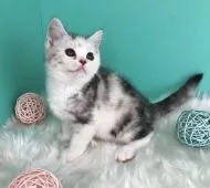 スコティッシュフォールド(立ち耳)【香川県・女の子・2020年11月1日・キャリコ】の写真1