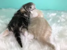 スコティッシュフォールド(折れ耳)【香川県・女の子・2020年6月30日・シルバーパッチドタビーホワイト】の写真5