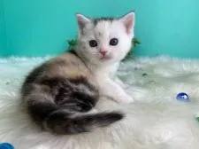 スコティッシュフォールド(立ち耳)【香川県・女の子・2020年11月1日・キャリコ】の写真5