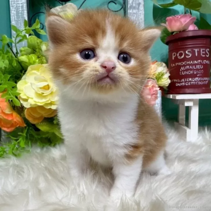 スコティッシュフォールド(立ち耳)【香川県・男の子・2025年10月25日・レッドタビーアンドホワイト】の写真1