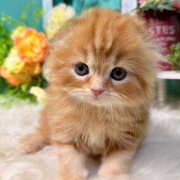 スコティッシュフォールド(折れ耳)【香川県・女の子・2025年10月5日・レッドタビー】の写真「まんまるスコちゃん◎」