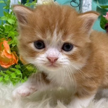 スコティッシュフォールド(立ち耳)【香川県・男の子・2025年10月25日・レッドタビーアンドホワイト】の写真「まんまるな立ち耳スコくん◎」