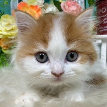 スコティッシュフォールド(立ち耳)【香川県・女の子・2025年10月25日・レッドタビーアンドホワイト】の写真「ころころすこちゃん◎」