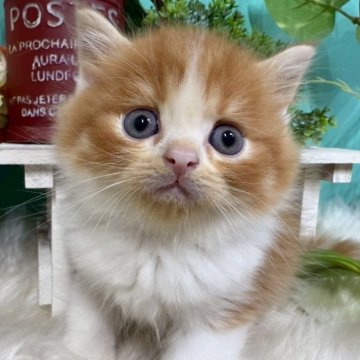 スコティッシュフォールド(立ち耳)【香川県・男の子・2025年10月25日・レッドタビーアンドホワイト】の写真「可愛い立ち耳スコくん◎」