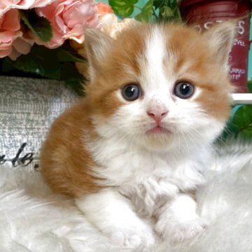 スコティッシュフォールド(立ち耳)【香川県・男の子・2025年6月4日・レッドタビーアンドホワイト】の写真「可愛いスコくん◎」