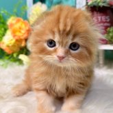 スコティッシュフォールド