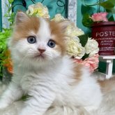 スコティッシュフォールド(立ち耳)