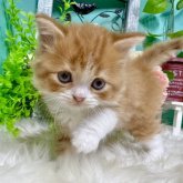 スコティッシュフォールド(立ち耳)