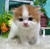 スコティッシュフォールド(立ち耳)