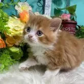 スコティッシュフォールド(立ち耳)【香川県・男の子・2025年10月25日・レッドタビーアンドホワイト】の写真2