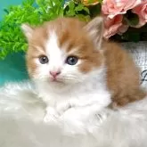 スコティッシュフォールド(折れ耳)【香川県・男の子・2025年6月4日・レッドタビーアンドホワイト】の写真2