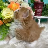 スコティッシュフォールド(立ち耳)【香川県・男の子・2025年10月25日・レッドタビーアンドホワイト】の写真3