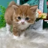 スコティッシュフォールド(立ち耳)【香川県・男の子・2025年10月25日・レッドタビーアンドホワイト】の写真4