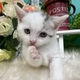 スコティッシュフォールド(立ち耳)【香川県・男の子・2025年8月21日・シルバータビーアンドホワイト】の写真4