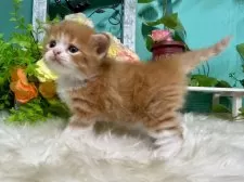 スコティッシュフォールド(立ち耳)【香川県・男の子・2025年10月25日・レッドタビーアンドホワイト】の写真6