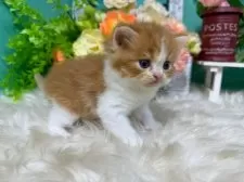 スコティッシュフォールド(立ち耳)【香川県・男の子・2025年10月25日・レッドタビーアンドホワイト】の写真6