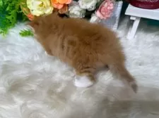 スコティッシュフォールド(立ち耳)【香川県・男の子・2025年10月25日・レッドタビーアンドホワイト】の写真7