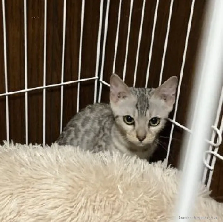 ID:2309-02730の子猫
