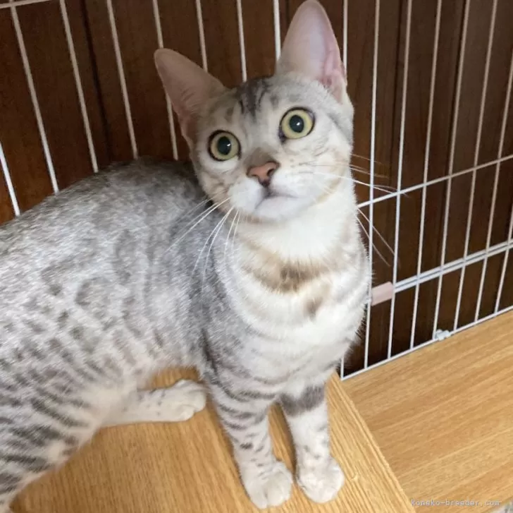 ID：2401-01346の子猫