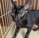 ベンガル【大阪府・女の子・2023年6月4日・ブラックスポテッドタビー】の写真1